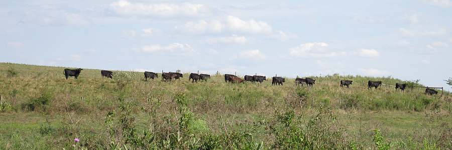 Cattle on parade.