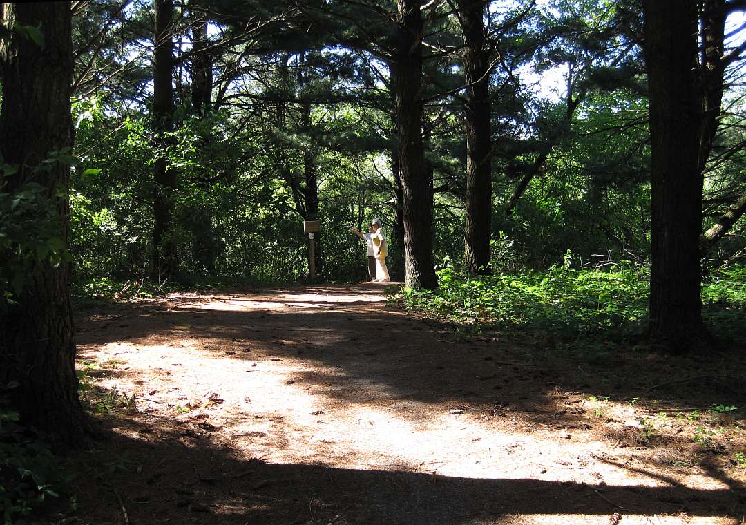 A walking-only path branches off from the pine-woods section.