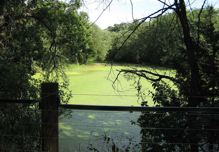 A small pond next to the trail.