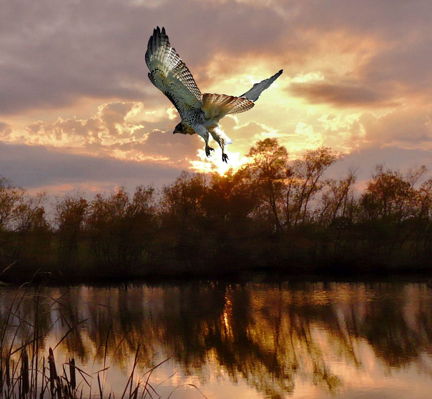 Red-tailed hawk at Pleasant Lake. Photo by Werner Elmker