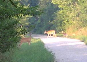 Deer on the CVT