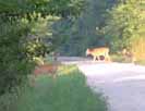 Family of deer