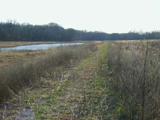 The Neff Wetlands before the trail was surfaced.