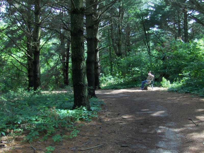 Resting on the bench in the pine forest on the Loop Trail, near the entrance to the West Walking Trail.