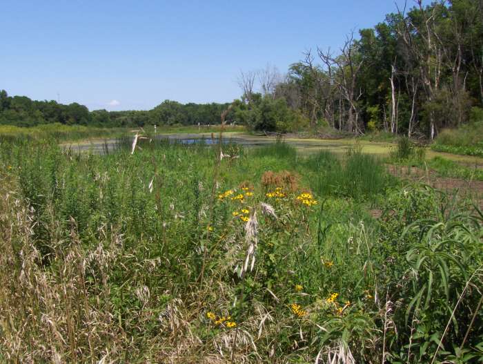 By the middle of August the plants are high and the water in the wetlands is low.