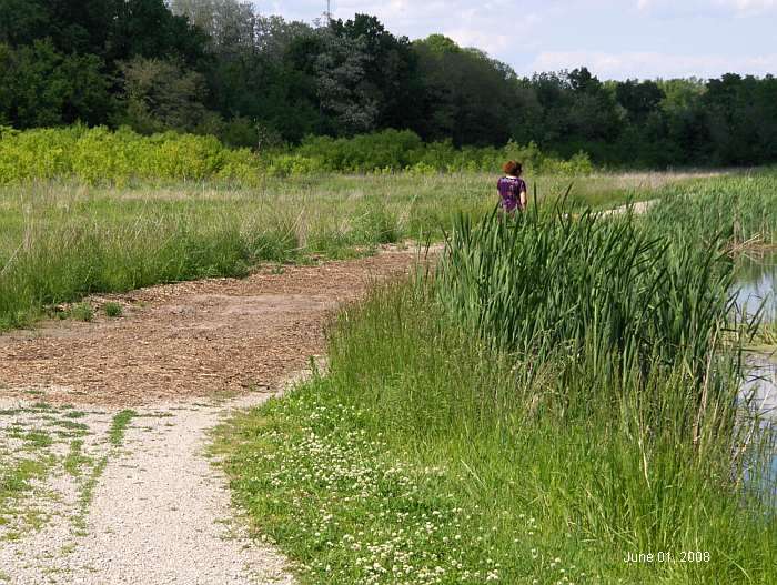 A closer view, east of the Lamson Woods boardwalk.