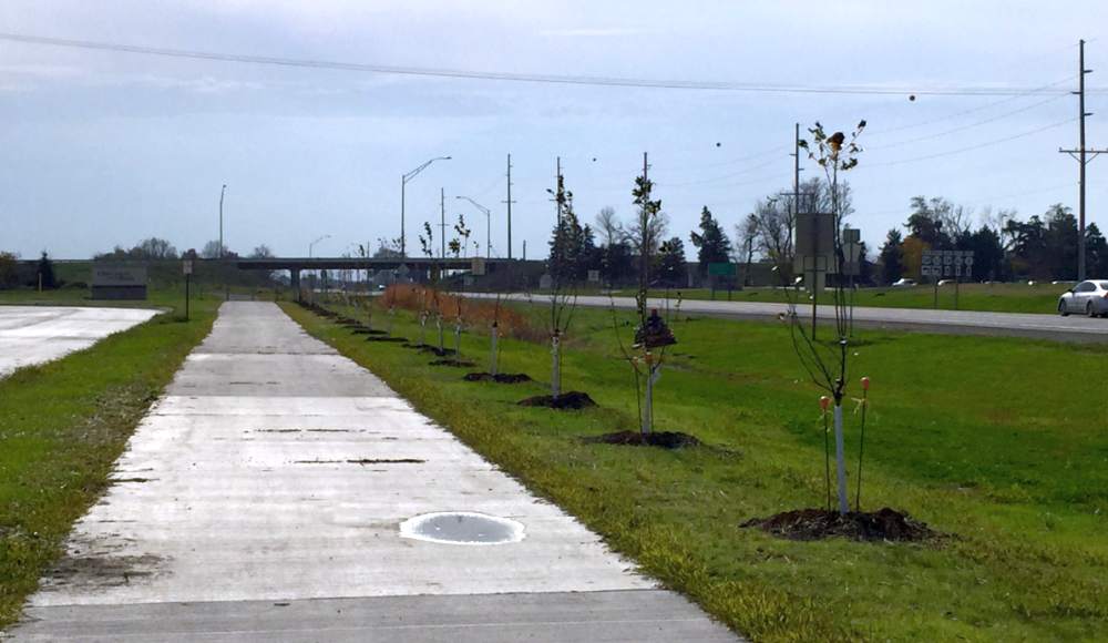 Trees planted along Hwy 1, Oct, 2014