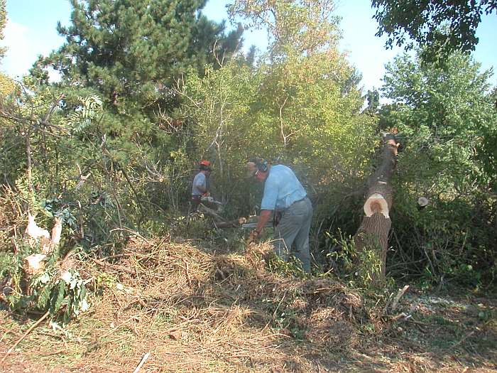 Larry and Bob remove some trees that are in the way