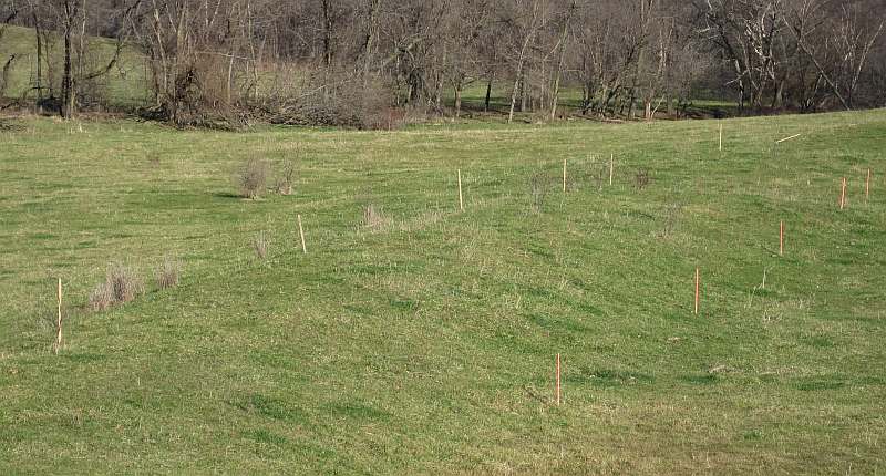 This is currently being used as a cow pasture.  The cows will be kept off the trail.  Construction will start soon.