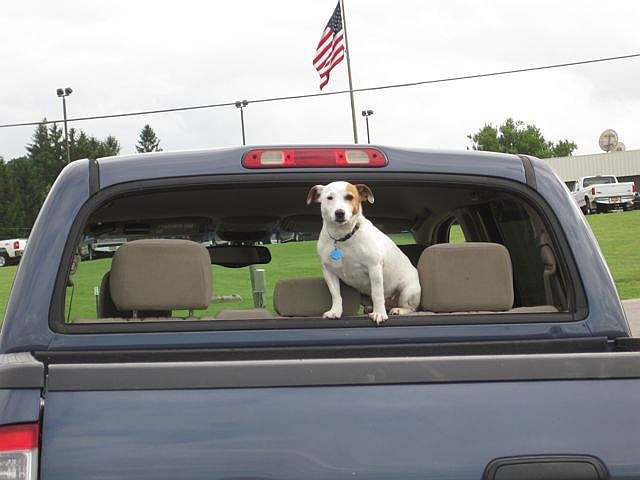 Maggie the Wonder Dog!