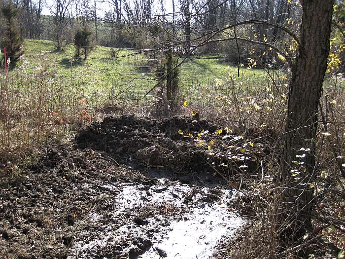 This is the southwestern border of Whitham Woods.  Ahead is a cow pasture.