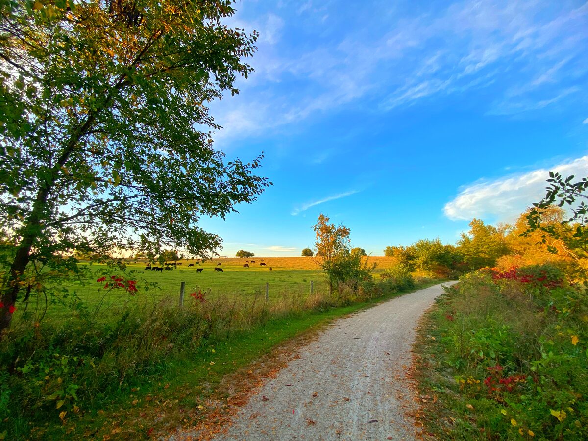 The trail running past a cattle pasture under an autumn sky
